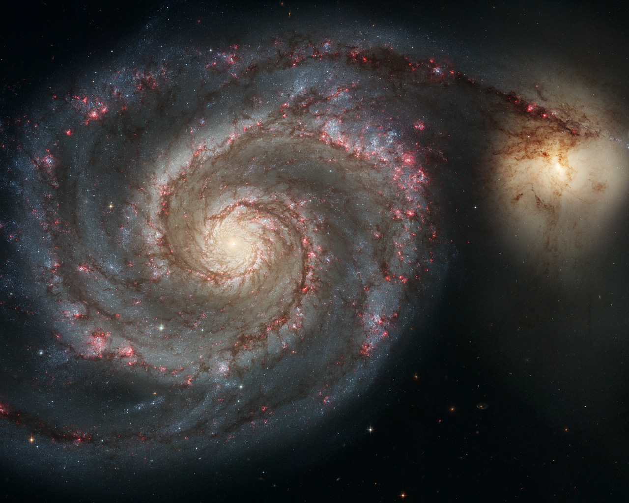 The graceful, winding arms of the majestic spiral galaxy M51 (NGC 5194) appear like a grand spiral staircase sweeping through space. They are actually long lanes of stars and gas laced with dust. This sharpest-ever image, taken in January 2005 with the Advanced Camera for Surveys aboard the NASA/ESA Hubble Space Telescope, illustrates a spiral galaxy's grand design, from its curving spiral arms, where young stars reside, to its yellowish central core, a home of older stars. The galaxy is nicknamed the Whirlpool because of its swirling structure. The Whirlpool's most striking feature is its two curving arms, a hallmark of so-called grand-design spiral galaxies. Many spiral galaxies possess numerous, loosely shaped arms that make their spiral structure less pronounced. These arms serve an important purpose in spiral galaxies. They are star-formation factories, compressing hydrogen gas and creating clusters of new stars. In the Whirlpool, the assembly line begins with the dark clouds of gas on the inner edge, then moves to bright pink star-forming regions, and ends with the brilliant blue star clusters along the outer edge. Some astronomers believe that the Whirlpool's arms are so prominent because of the effects of a close encounter with NGC 5195, the small, yellowish galaxy at the outermost tip of one of the Whirlpool's arms. At first glance, the compact galaxy appears to be tugging on the arm. Hubble's clear view, however, shows that NGC 5195 is passing behind the Whirlpool. The small galaxy has been gliding past the Whirlpool for hundreds of millions of years. As NGC 5195 drifts by, its gravitational muscle pumps up waves within the Whirlpool's pancake-shaped disk. The waves are like ripples in a pond generated when a rock is thrown in the water. When the waves pass through orbiting gas clouds within the disk, they squeeze the gaseous material along each arm's inner edge. The dark dusty material looks like gathering storm clouds. These dense clouds collapse, creati